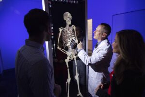 A faculty member pointing at a skeleton to students.