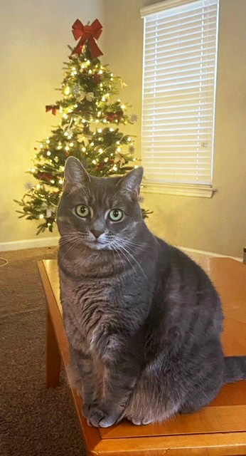 Jill's cat Bella posing in front of a Christmas tree.